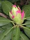 jupiterchik