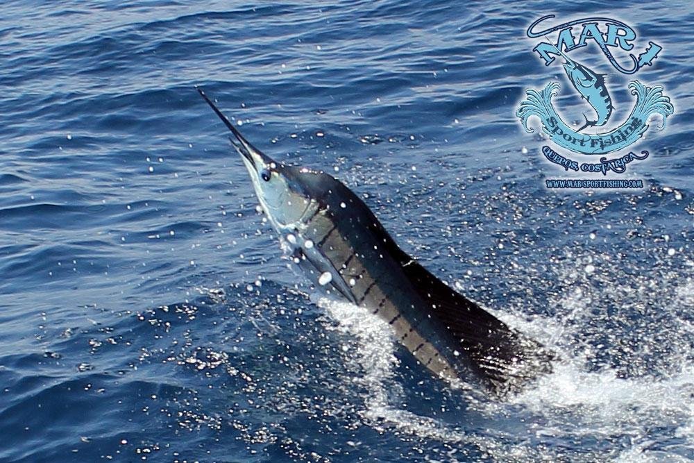 Mar 1 Sport fishing Quepos Day Trips (2025) - All You Need to Know BEFORE You Go (with Reviews)