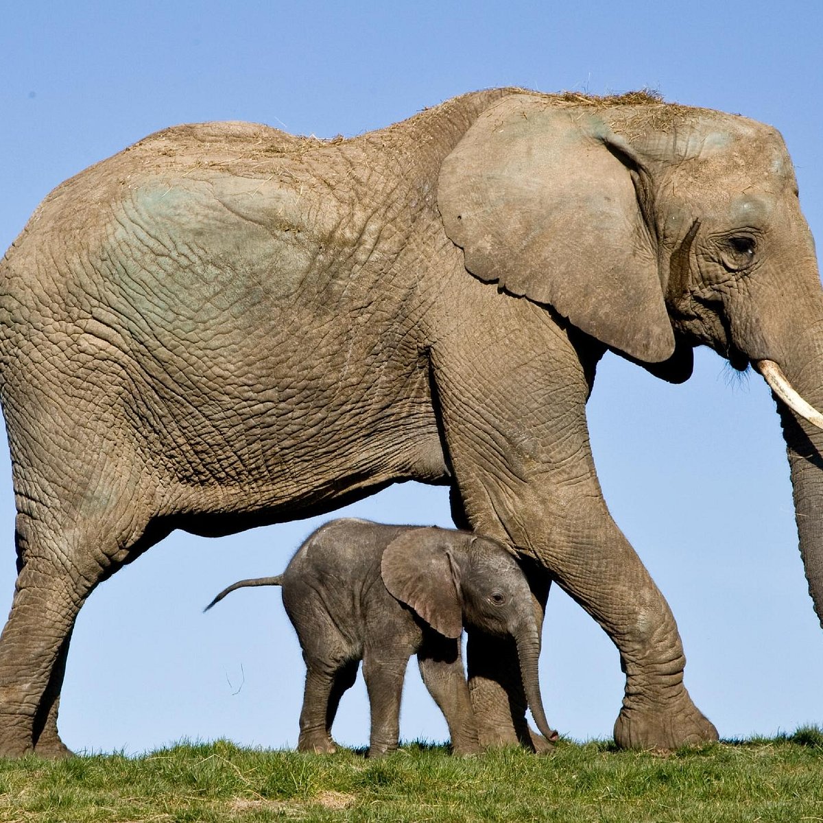 Howletts Wild Animal Park (Canterbury) - All You Need to Know BEFORE You Go Howletts Wild Animal Park (Canterbury) - All You Need to Know BEFORE You Go