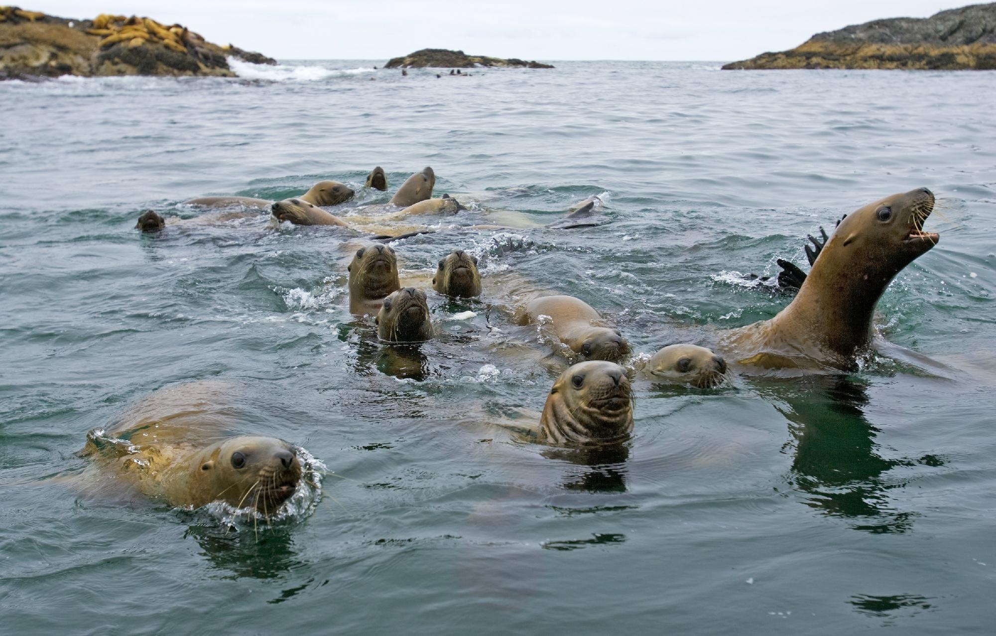 Jamie's Whaling Station And Adventure Centres (Tofino) - All You Need ...