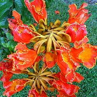African Tulip Tree (Spathodea campanulata)