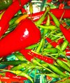 Lotsofpeppers
