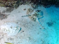 Careyitos Divers (Cozumel) - All You Need to Know BEFORE You Go