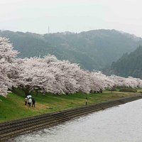 斐伊川桜並木