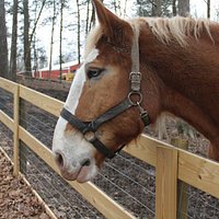 Big draft horse