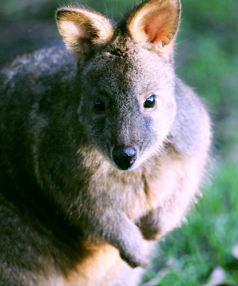 Great Ocean Road Wildlife Park (Princetown)