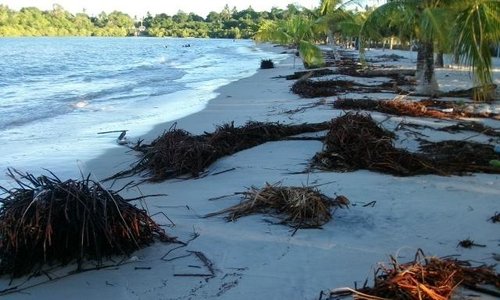                   praia do sossego
                