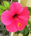 LovingHaiti