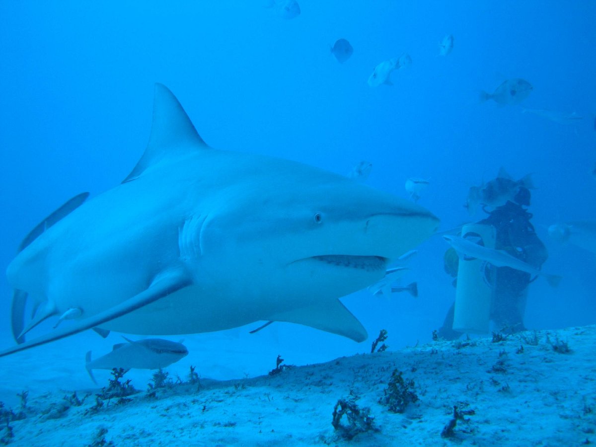 dive life playa del carmen