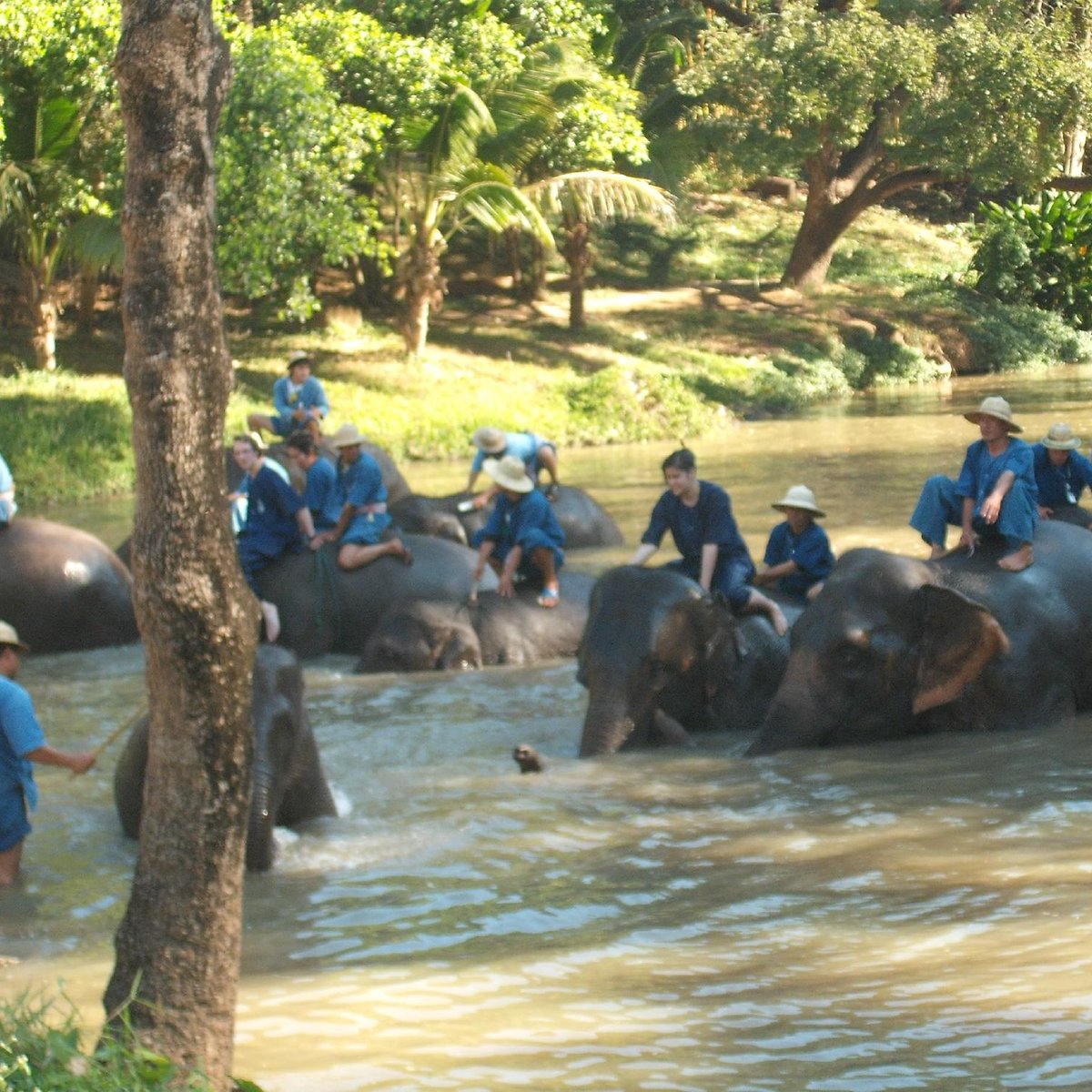 Thai Elephant Conservation Center, Лампанг: лучшие советы перед посещением  - Tripadvisor