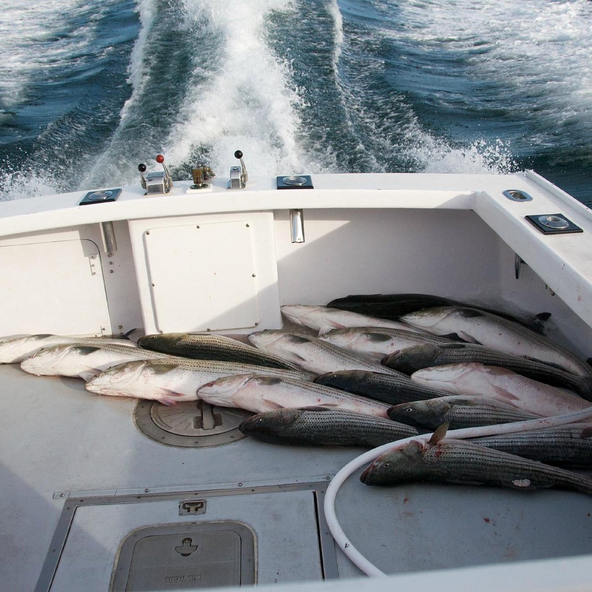 Nantucket Fluke Fishing Trips - Jail Break Fishing Charters Cape Cod