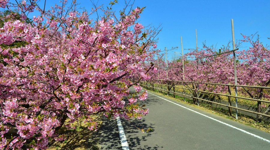                                     河津桜並木
                
                