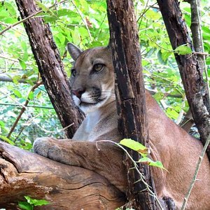 コスタリカの動物園 水族館 ベスト10 トリップアドバイザー