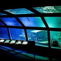 Grand bac de 320 000 litres Aquarium de la Réunion
