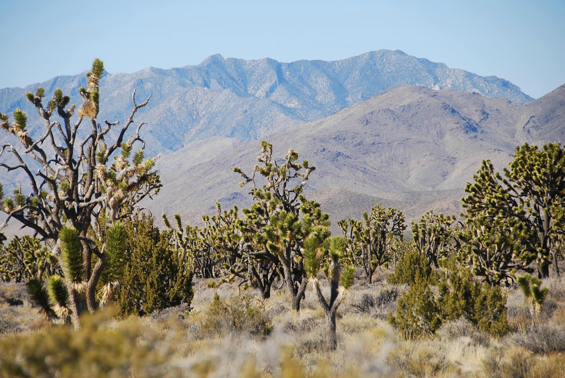 Mojave National Preserve (Californië) - 2023 Alles Wat U Moet Weten ...