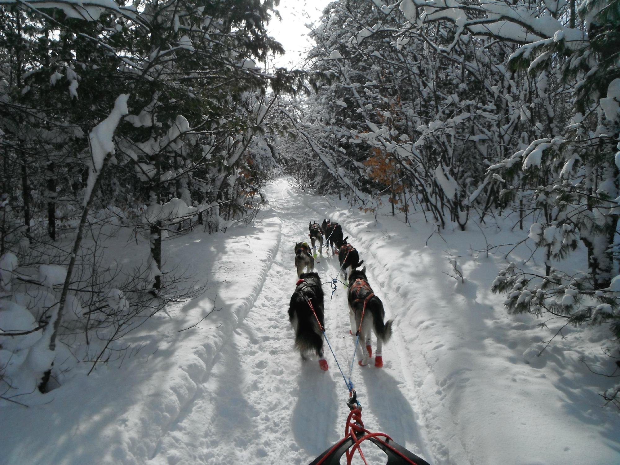 Nature's Kennel Sled Dog Racing and Adventures - All You Need to Know ...