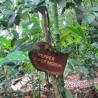 Spice Garden