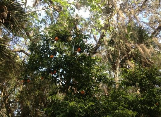                   more orange trees, so pretty
                