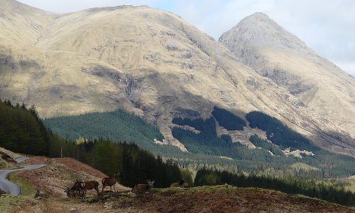                                     Hinds beside the road, Glen Etive
                
       