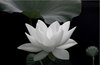 lily m