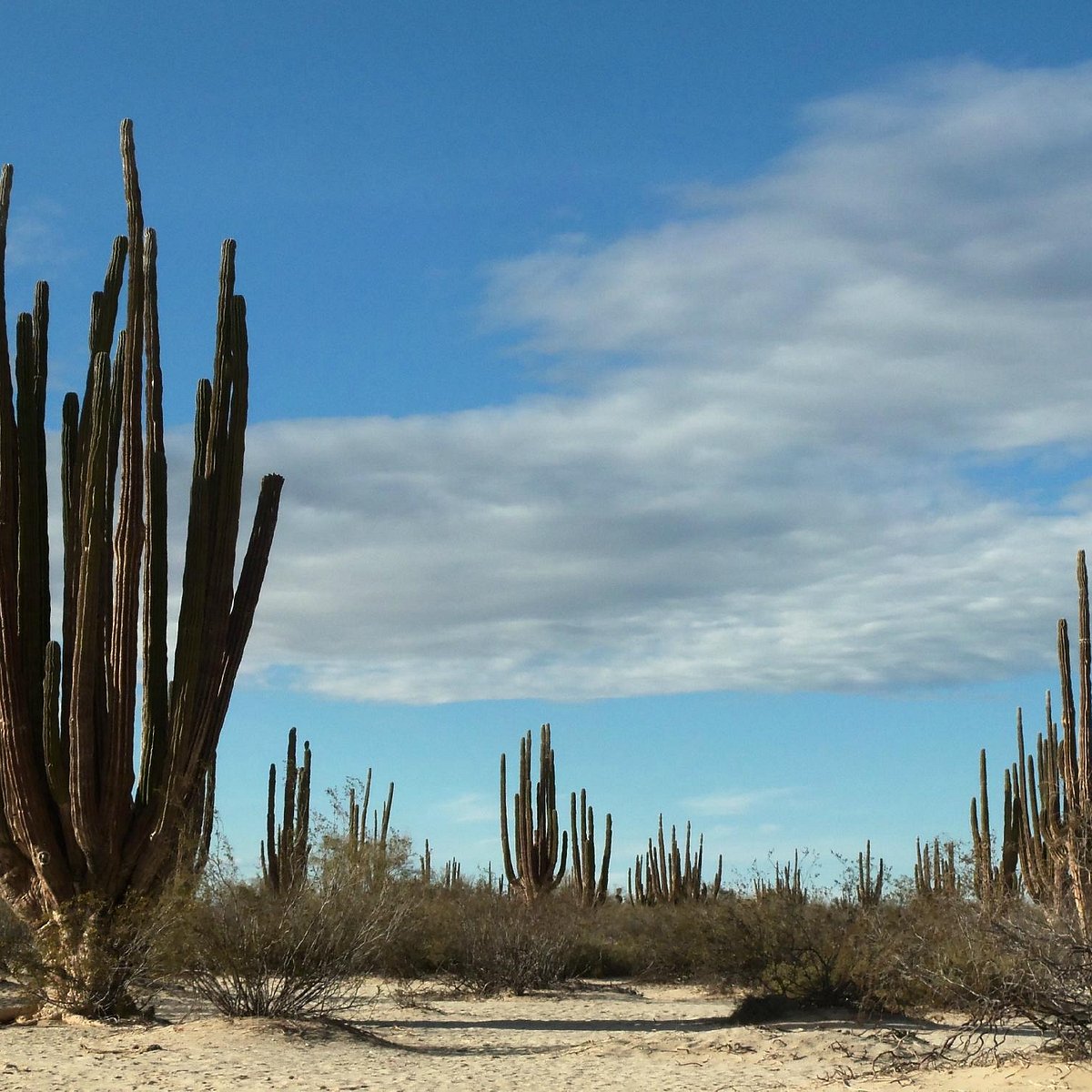 Valle de los Gigantes (Baja California) - 2023 Lo que se debe saber antes  de viajar - Tripadvisor