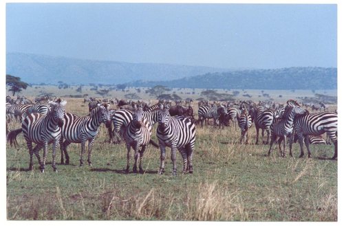 Serengeti National Park chistopher review images