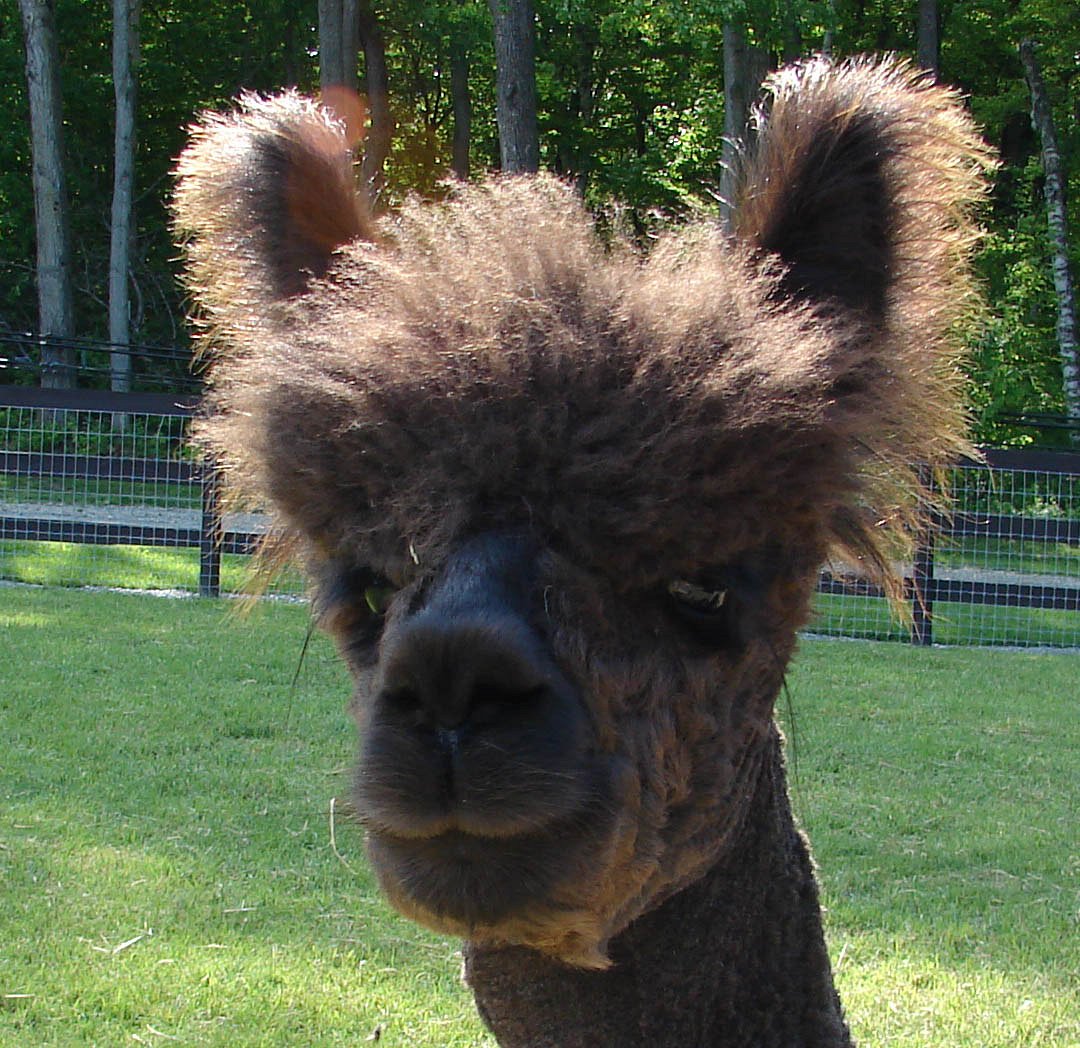 Alpacas NJ  Hidden Brook Ranch Alpaca