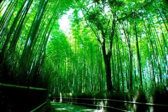 sagano bamboo grooves.