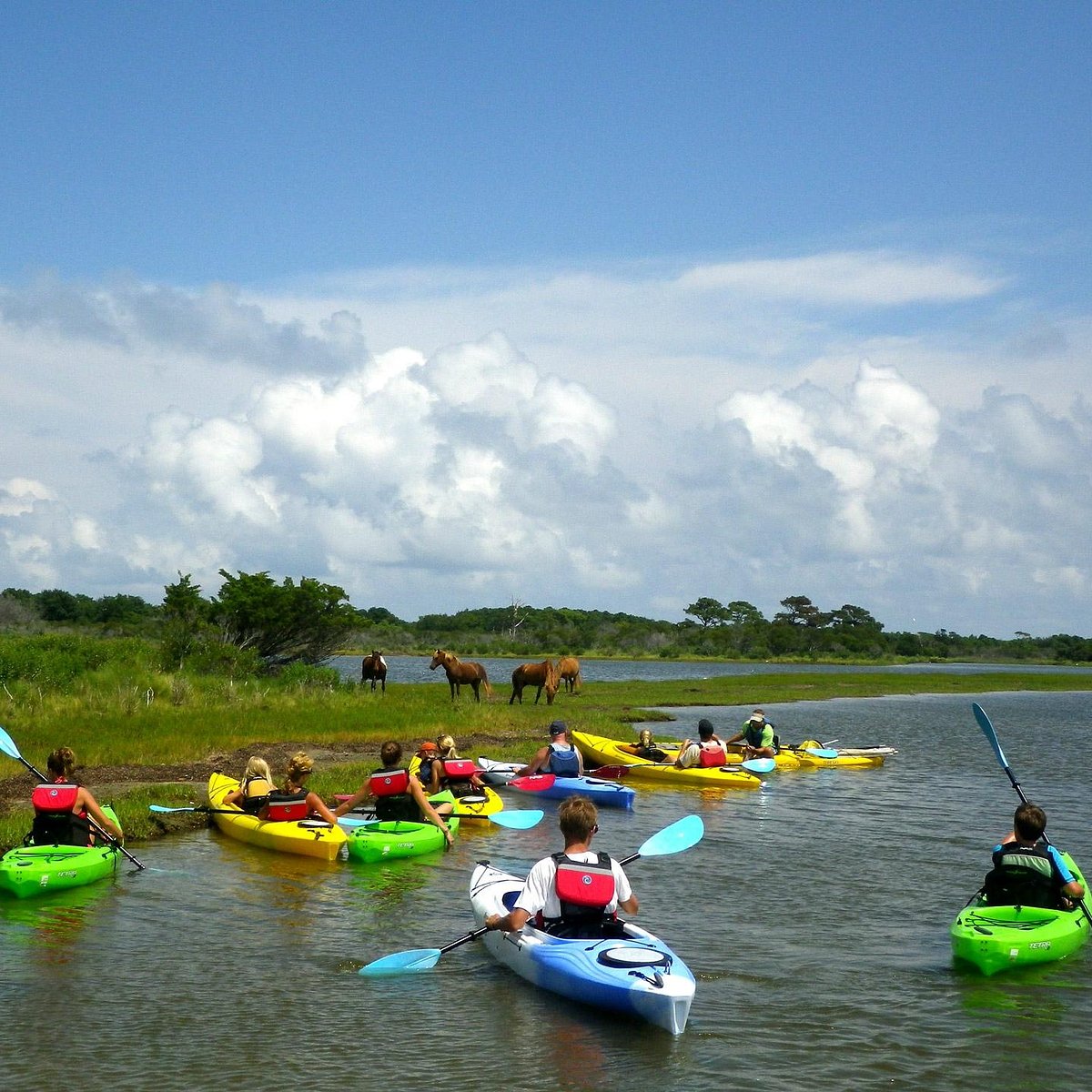 assateague island eco tours