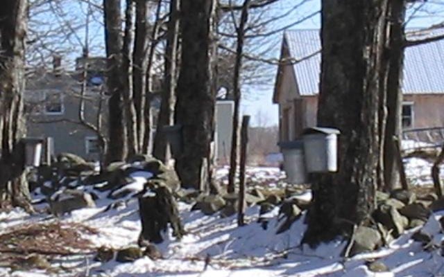 Sap Buckets in March during sugaring season at Shearer Hill Farm