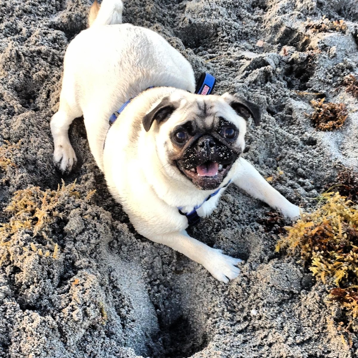 are dogs allowed on hollywood beach