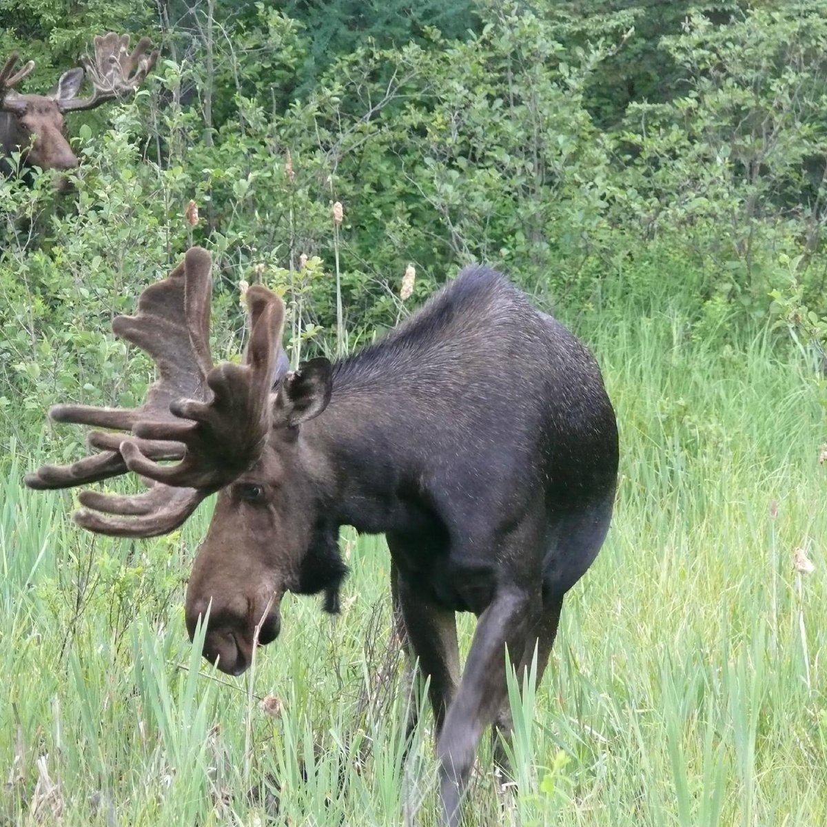 Algonquin Park Adventure Tours (Algonquin Provincial Park) - All You ...