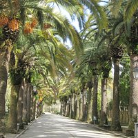 Giardino Ibleo il viale per le carrozze