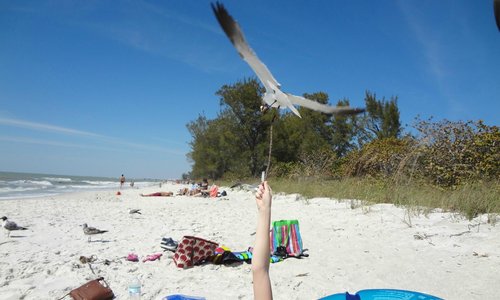 my son put a piece of bread on a stick and the seagull ate it off and then pooped on him