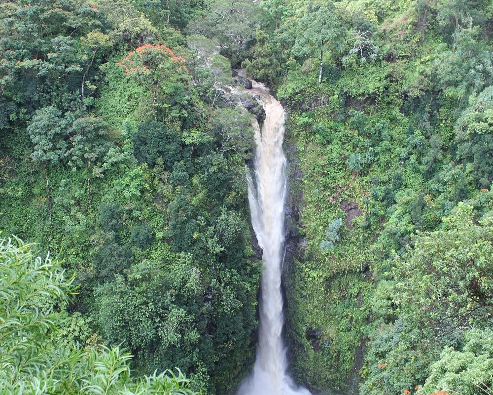 jungle tour maui