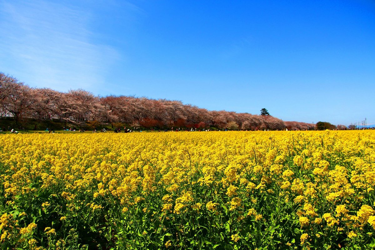 Gongendo Sakura Tsutsumi 幸手市 旅游景点点评 Tripadvisor