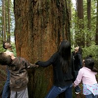 Redwood Memorial Grove