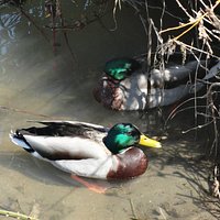 ducks in river