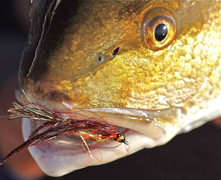 Cajun Fishing Adventures - Catch more than just Redfish with Cajun Fishing  Adventures! Our expert guides can take you into the backwaters to reel in  bass along the mighty Mississippi. Book your