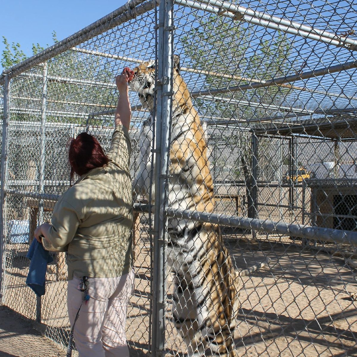 Hesperia Zoo Hour