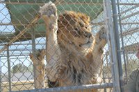 Hesperia Zoo Hour