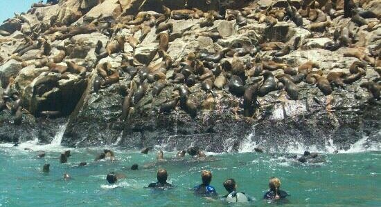 Nadando con los lobos.