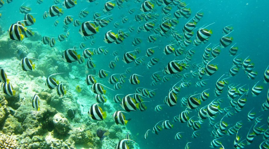 Banner-fish on the house-reef