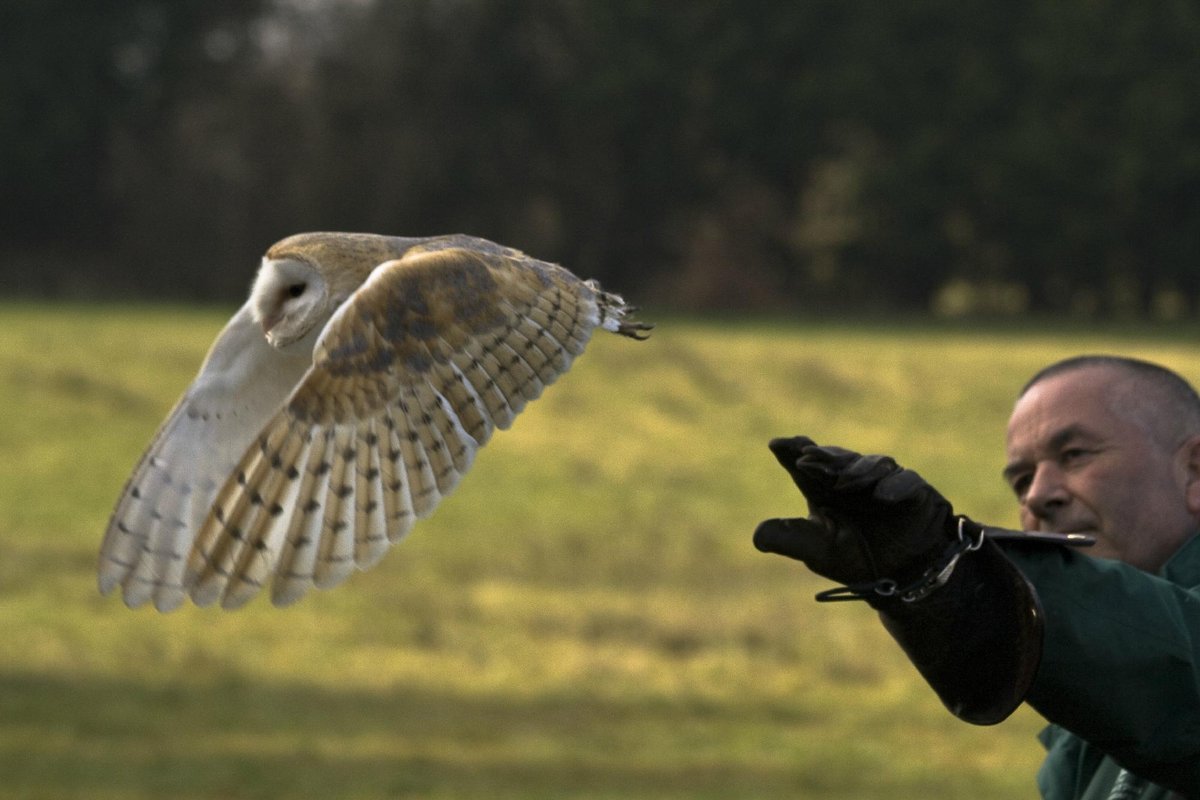 Birds of Prey: A New Meaning To Wine Flights