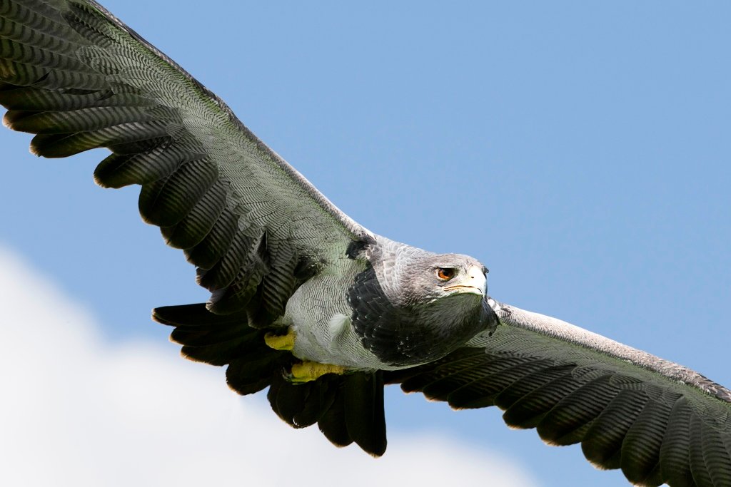 Review: Five reasons to visit the National Centre for Birds of Prey