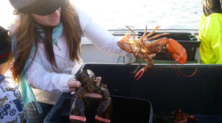 Lobster fishing trip