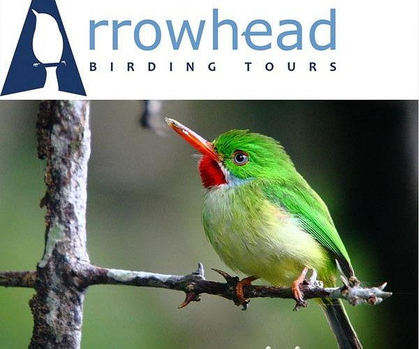 Exploring the Best Bird Watching Tours in Jamaica