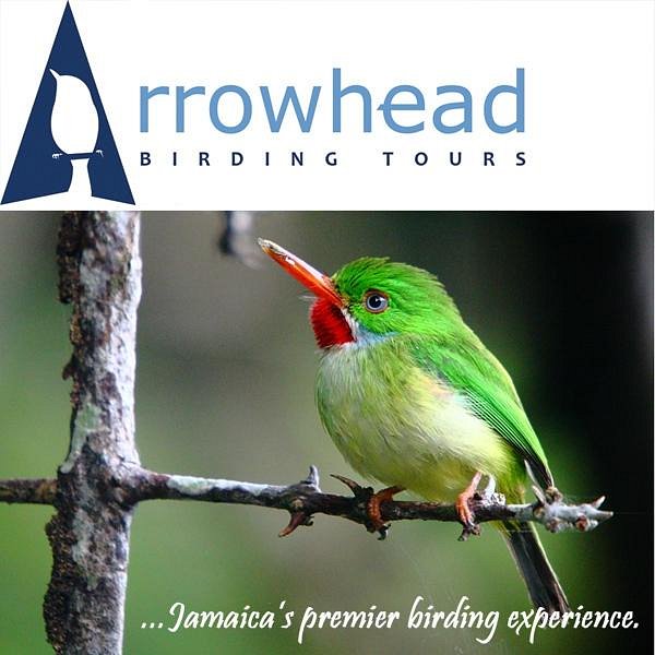 bird watching tours jamaica