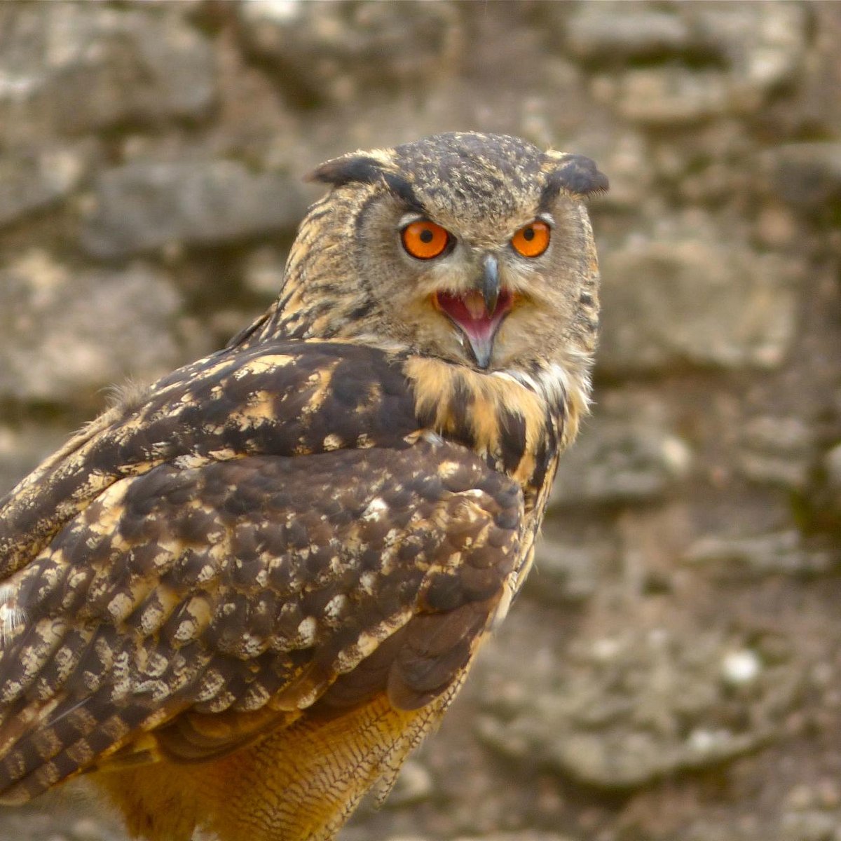 Águilas de Ronda (Birds of Prey Show) - All You Need to Know BEFORE You Go