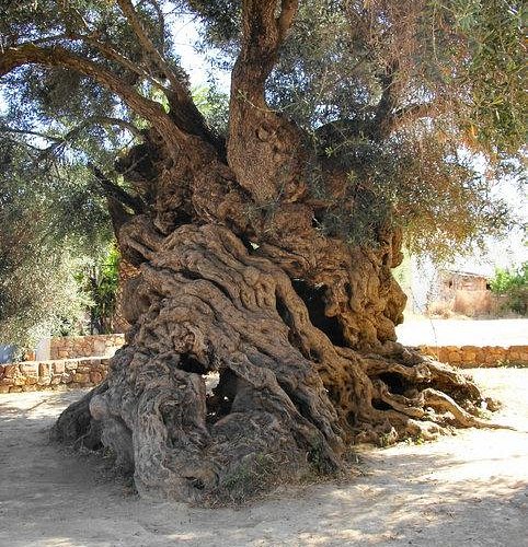 Olive Tree Museum of Vouves - All You Need to Know BEFORE You Go (with  Photos) - Tripadvisor